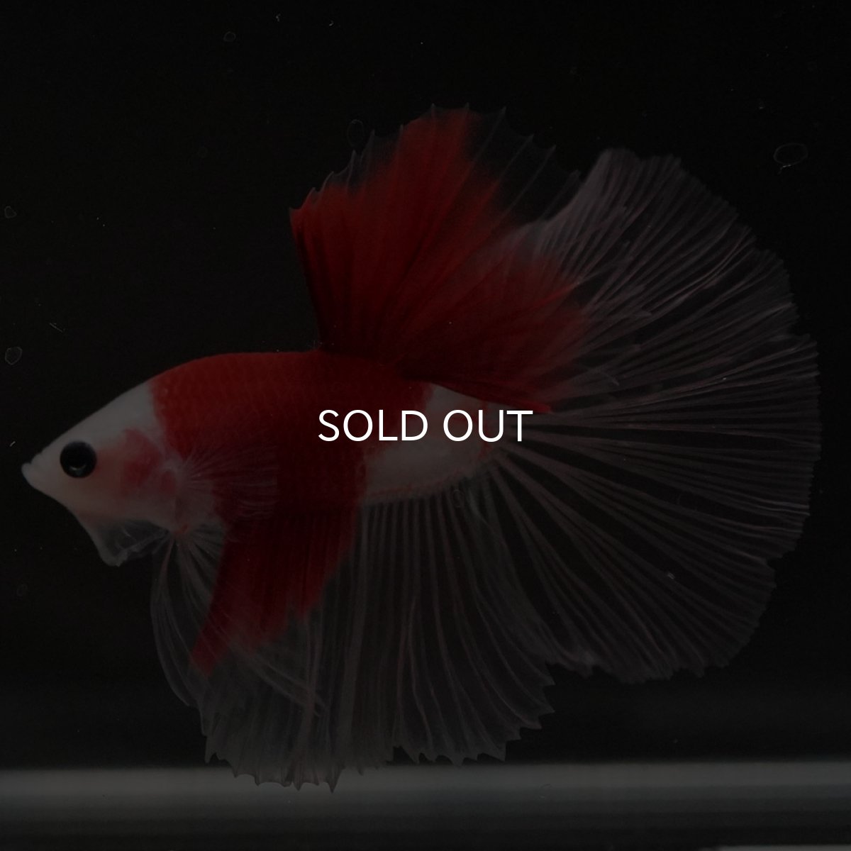 画像6: HM 紅白 クリアフィン (6)