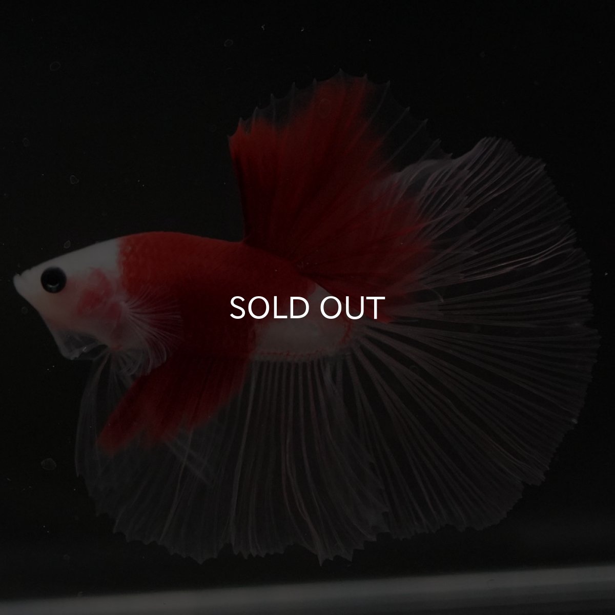 画像4: HM 紅白 クリアフィン (4)