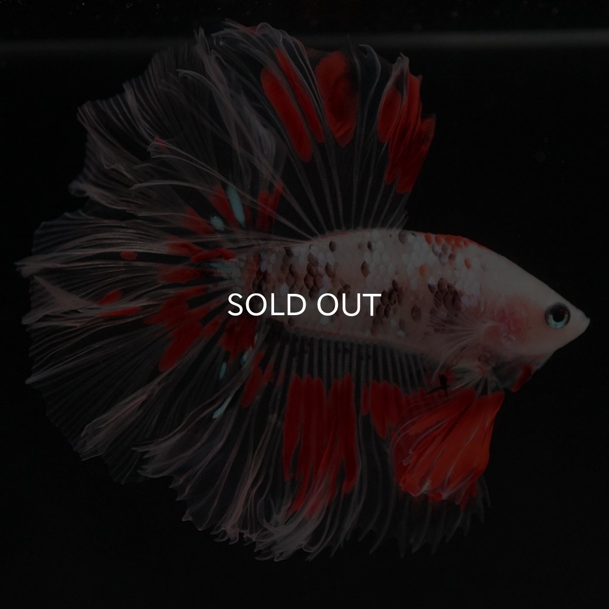 画像6: HM ファンシー クリアフィン ローズテール (6)