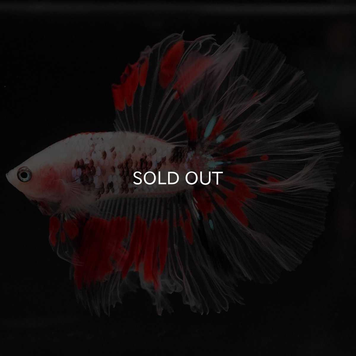 画像7: HM ファンシー クリアフィン ローズテール (7)