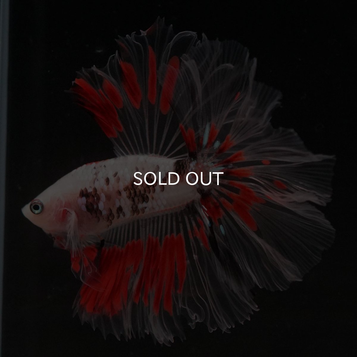 画像5: HM ファンシー クリアフィン ローズテール (5)