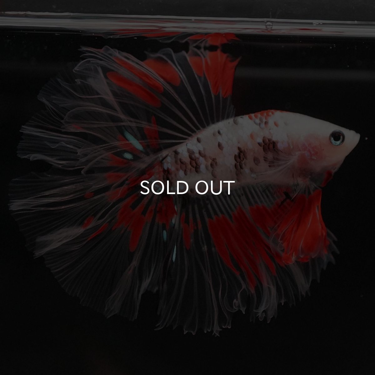 画像4: HM ファンシー クリアフィン ローズテール (4)