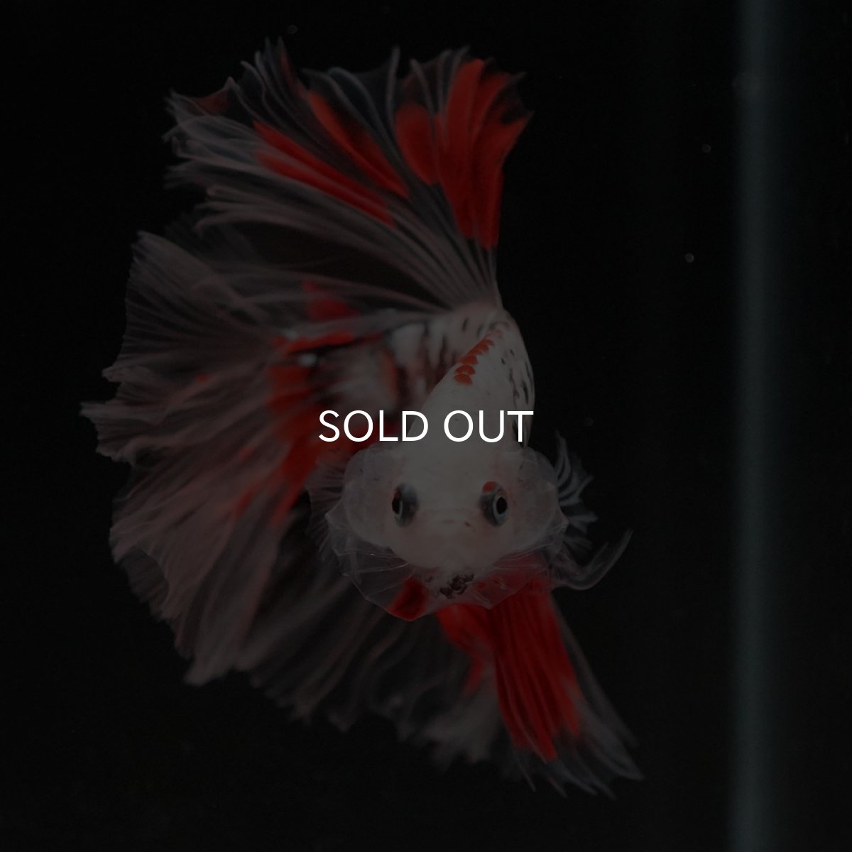 画像3: HM ファンシー クリアフィン ローズテール (3)