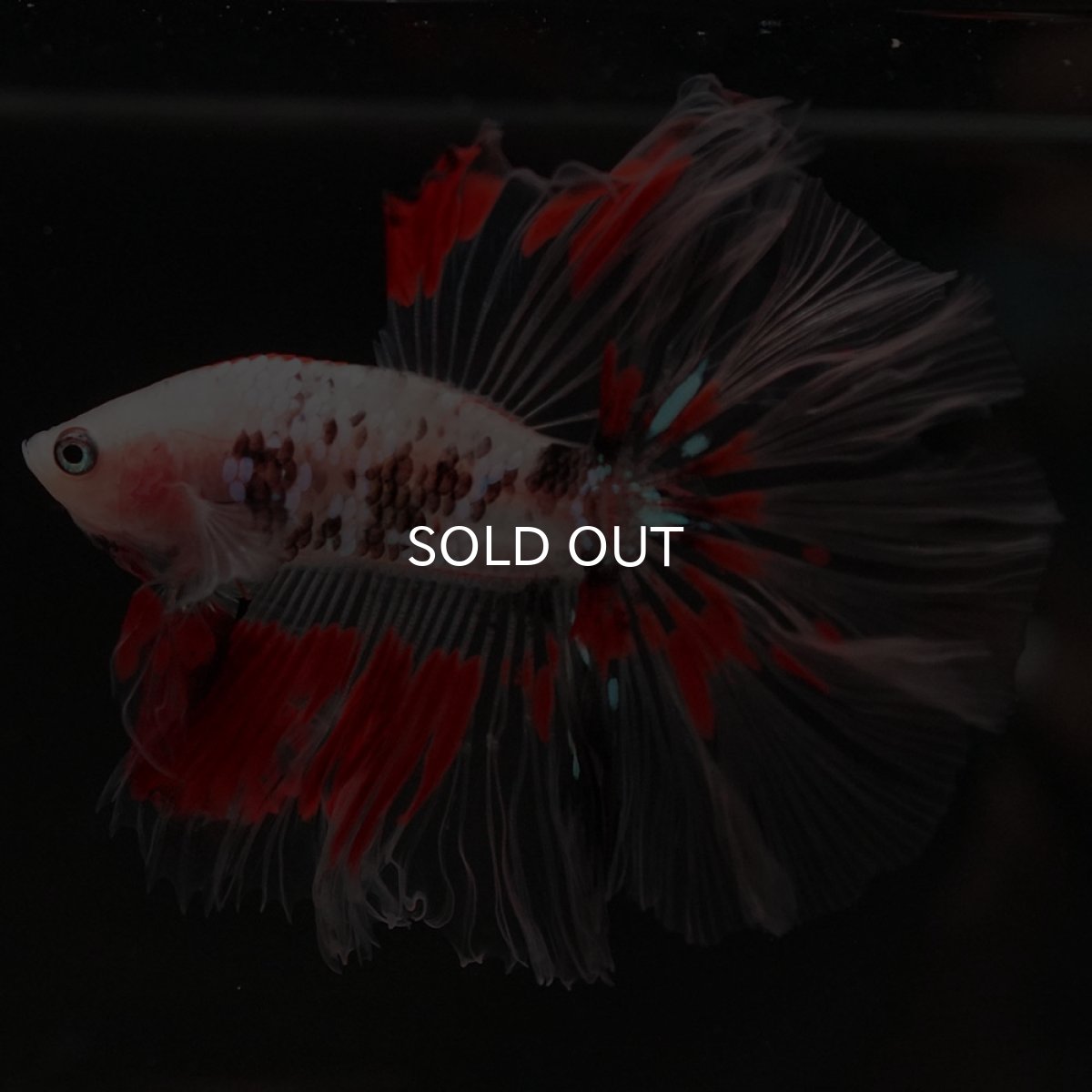 画像2: HM ファンシー クリアフィン ローズテール (2)