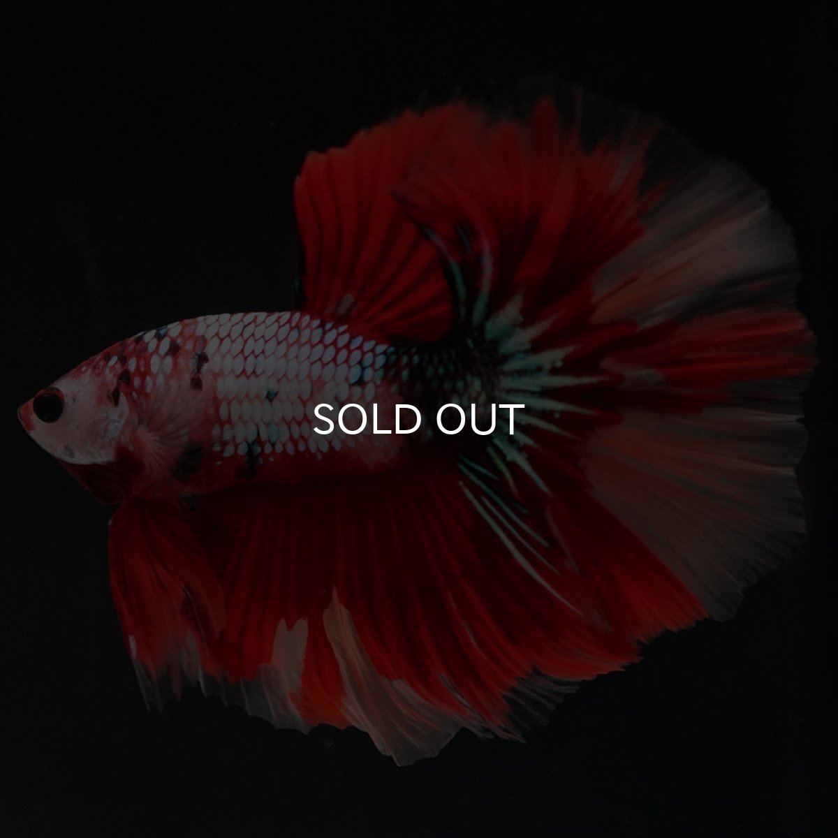 画像11: HM　キャンディレインボー (11)