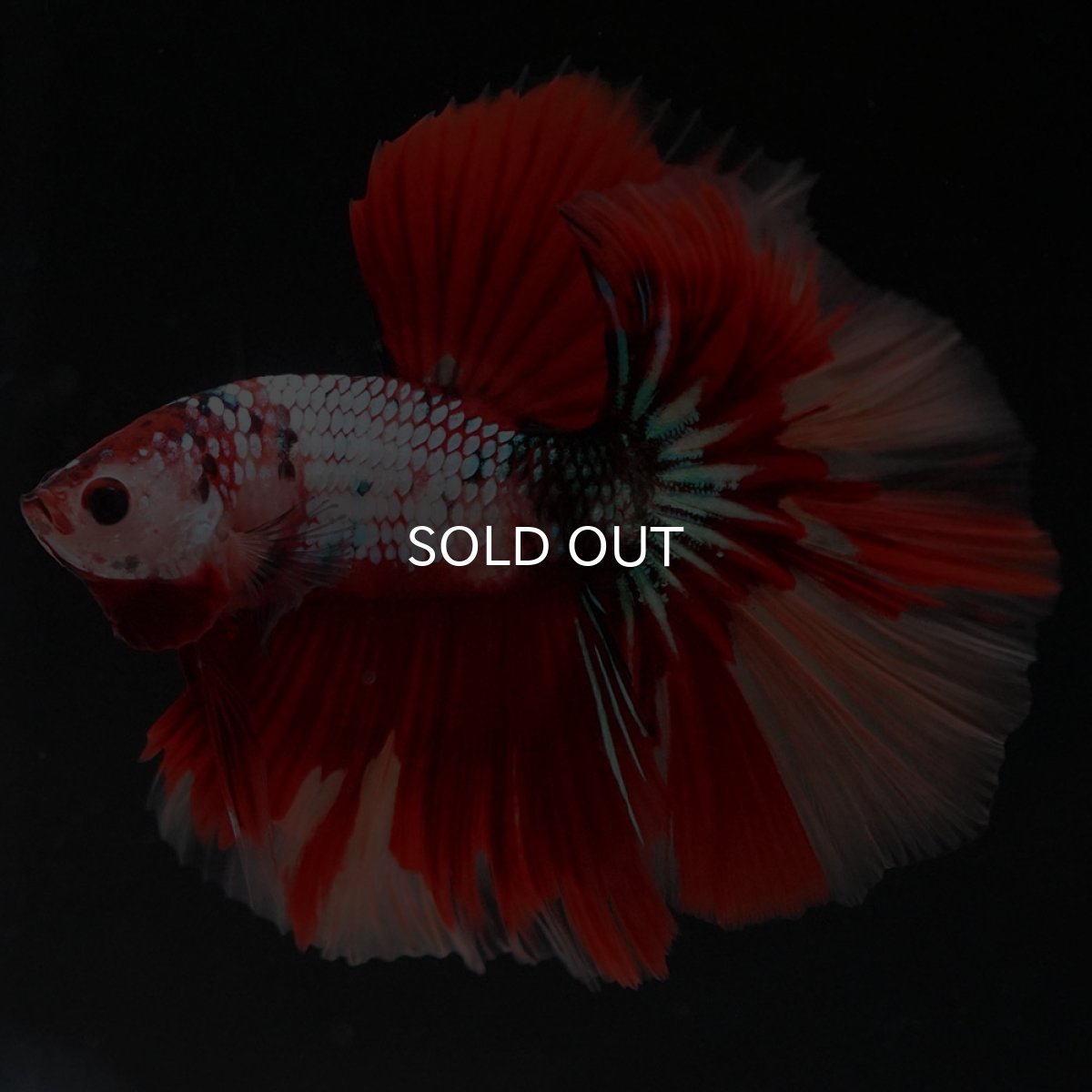 画像2: HM　キャンディレインボー (2)