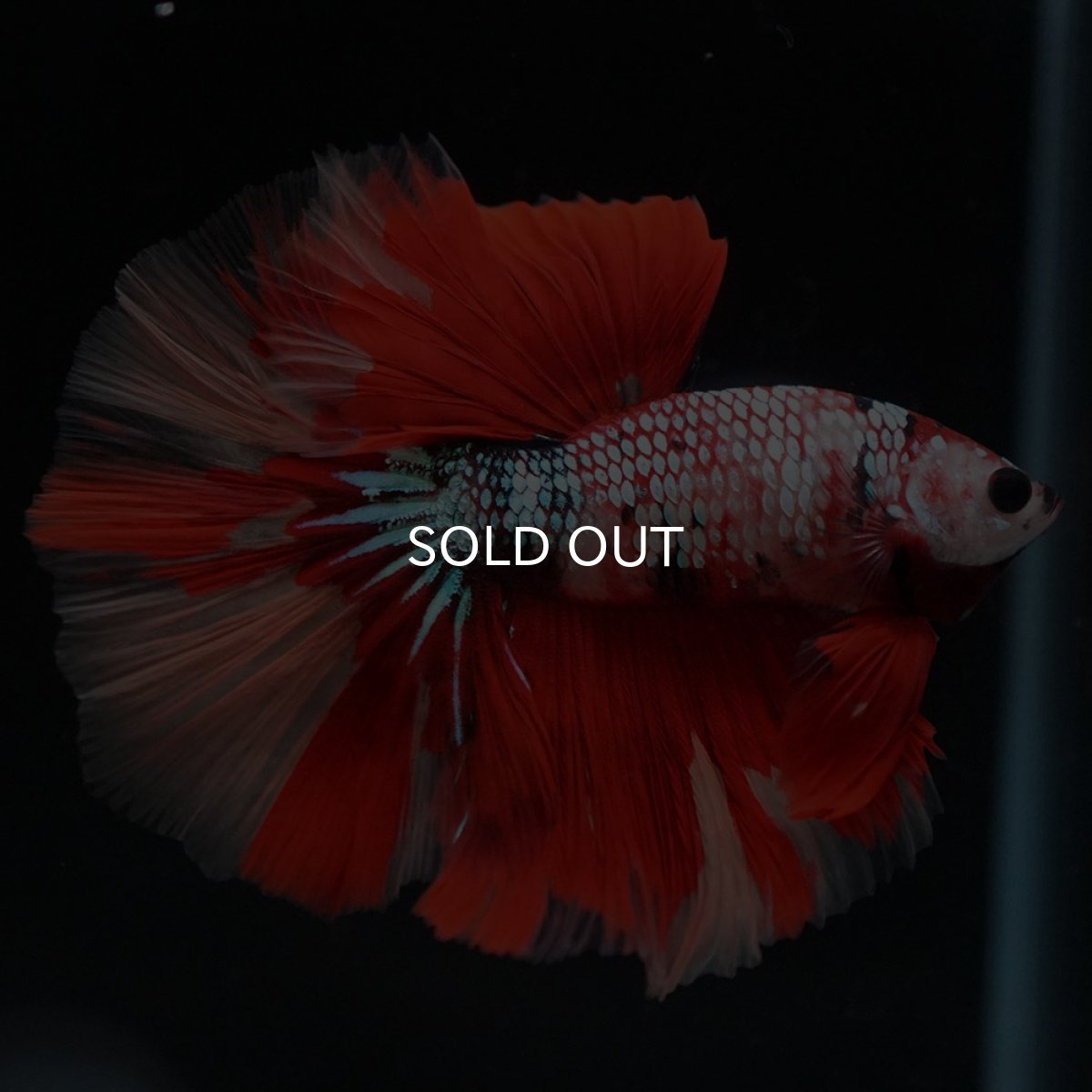 画像8: HM　キャンディレインボー (8)