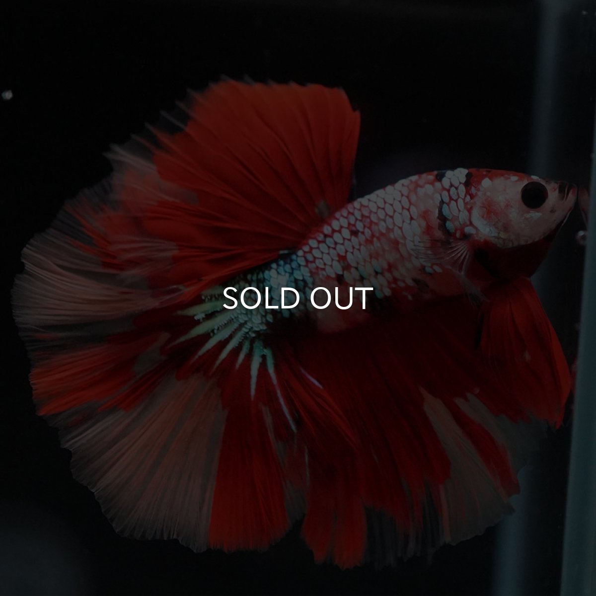 画像6: HM　キャンディレインボー (6)