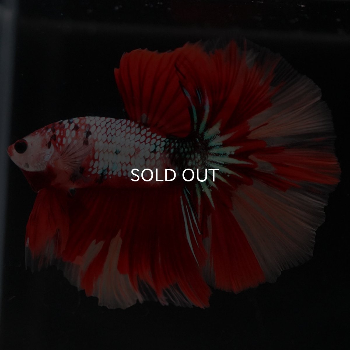 画像5: HM　キャンディレインボー (5)