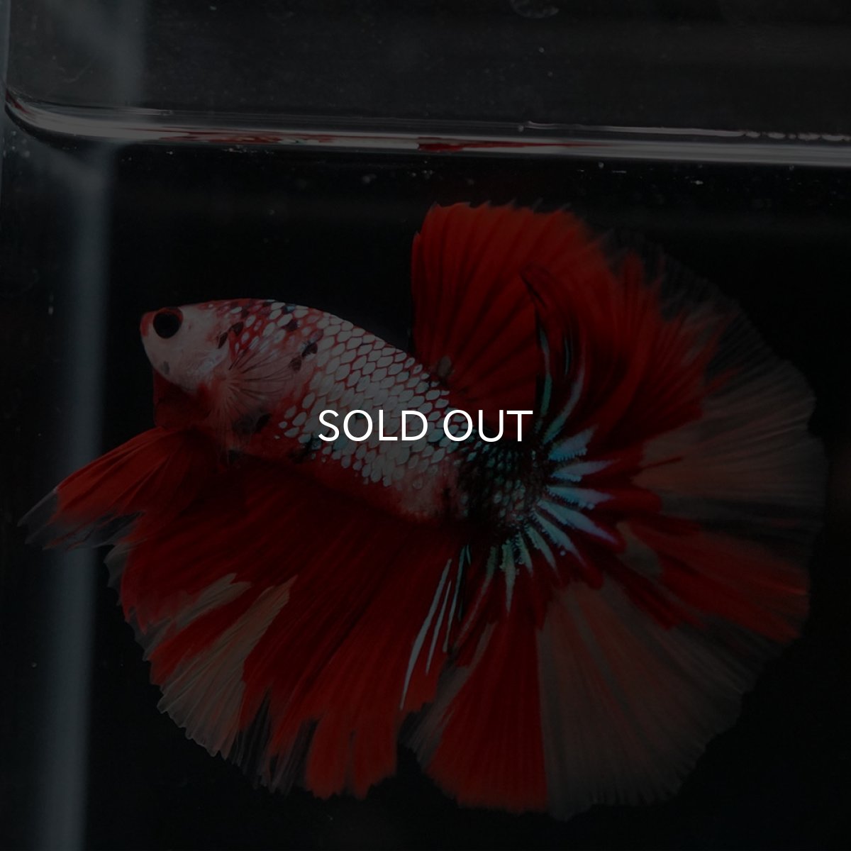 画像9: HM　キャンディレインボー (9)