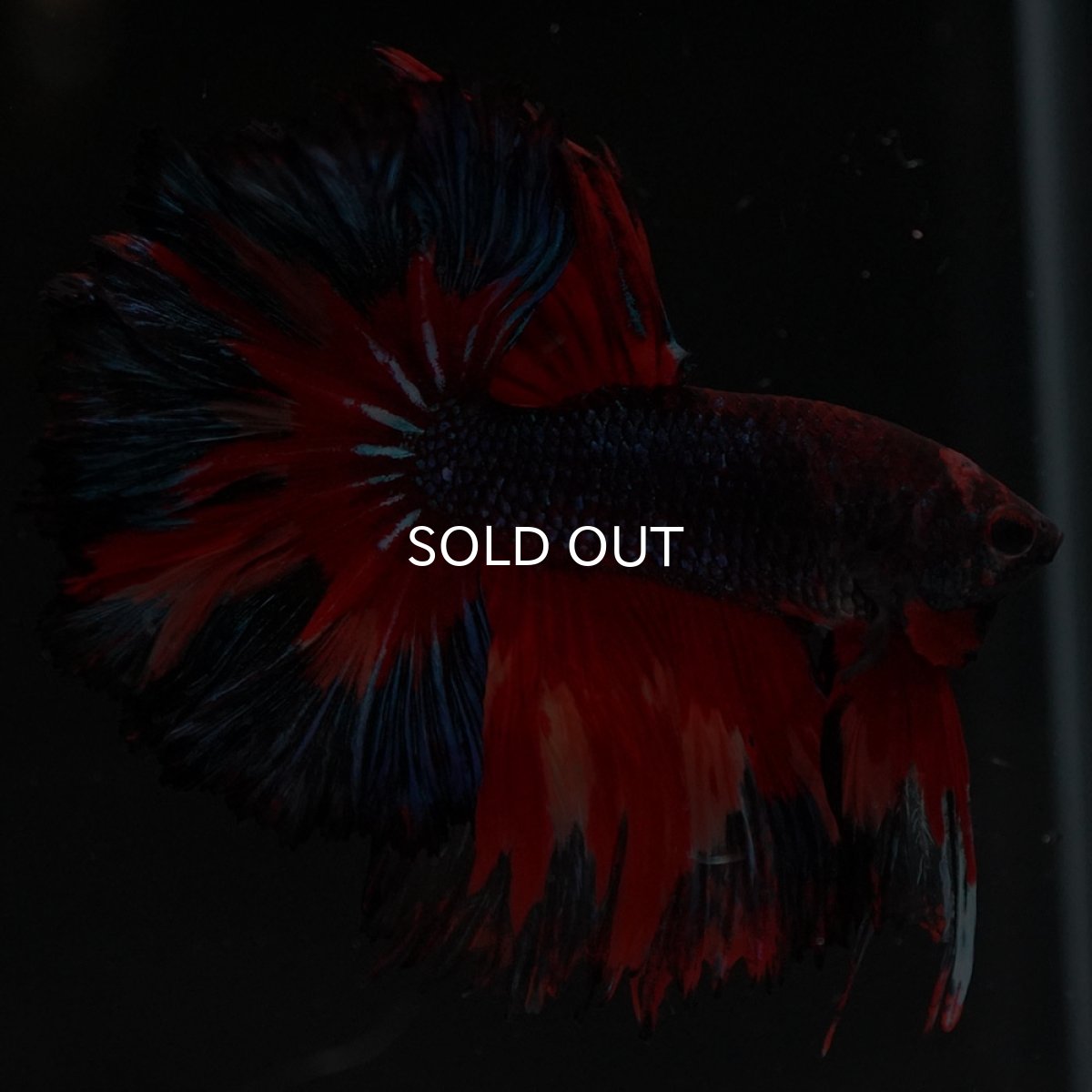 画像4: HM ブラックキャンディ (4)