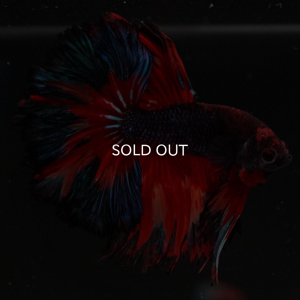 画像11: HM ブラックキャンディ (11)