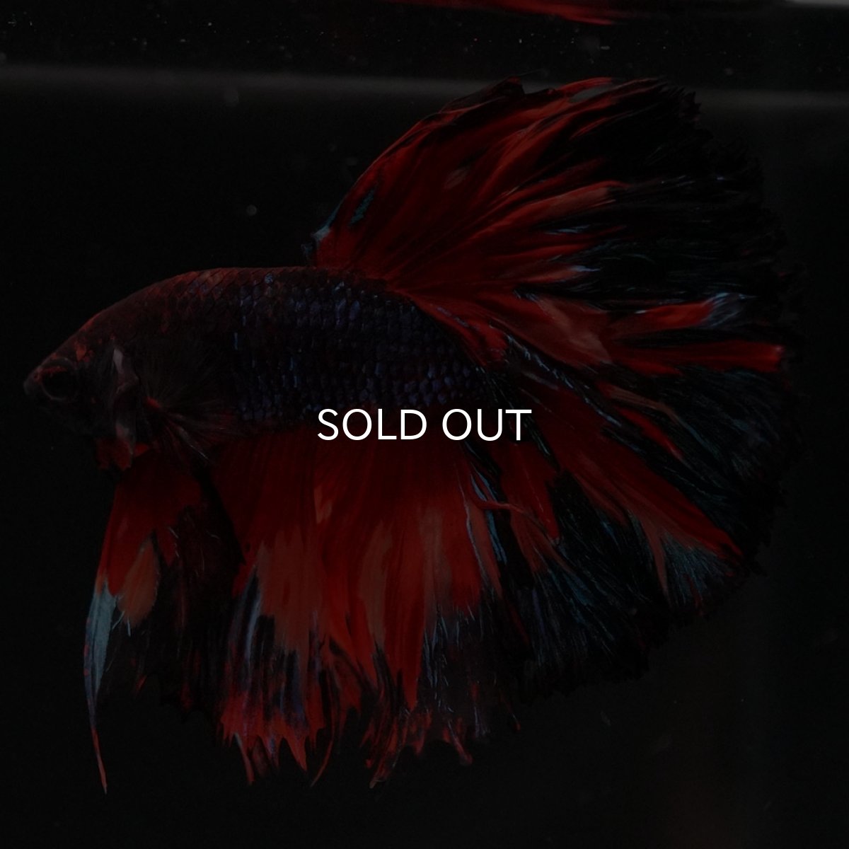 画像2: HM ブラックキャンディ (2)