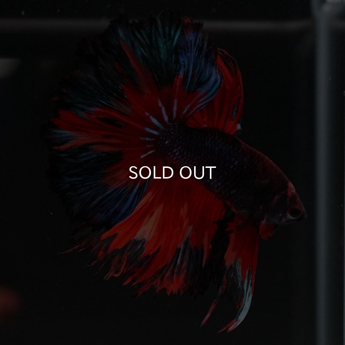 画像9: HM ブラックキャンディ (9)