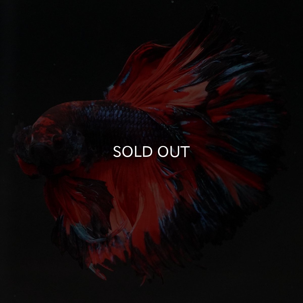 画像10: HM ブラックキャンディ (10)