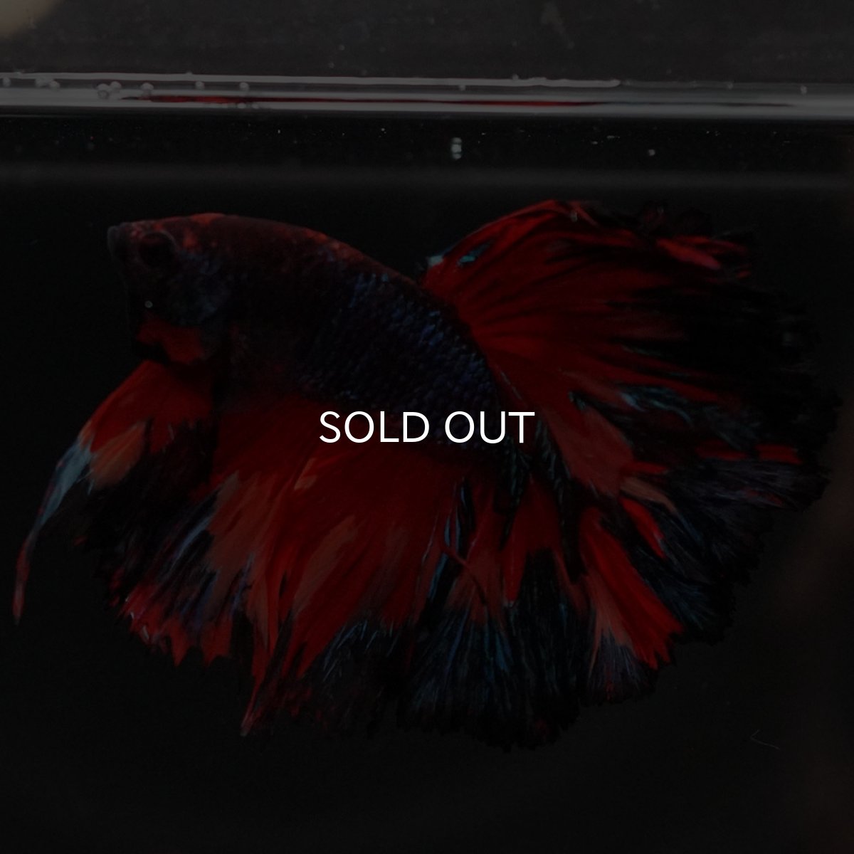 画像7: HM ブラックキャンディ (7)