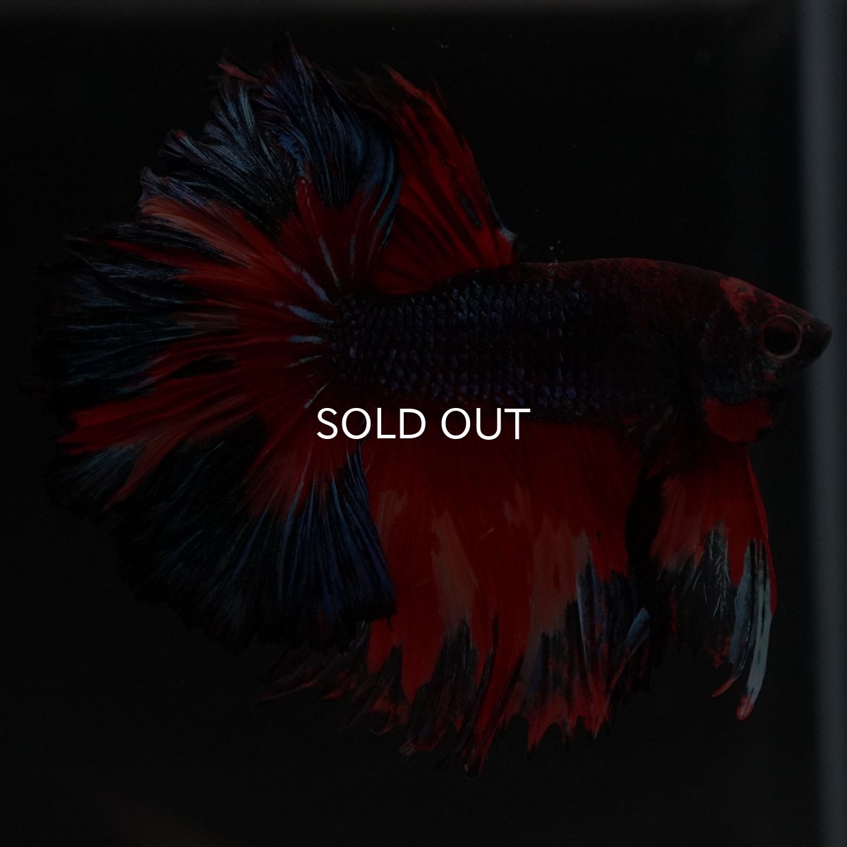 画像8: HM ブラックキャンディ (8)