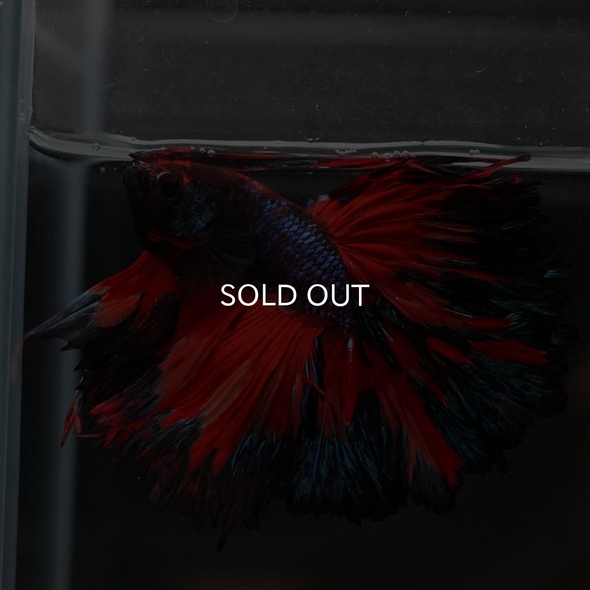 画像5: HM ブラックキャンディ (5)