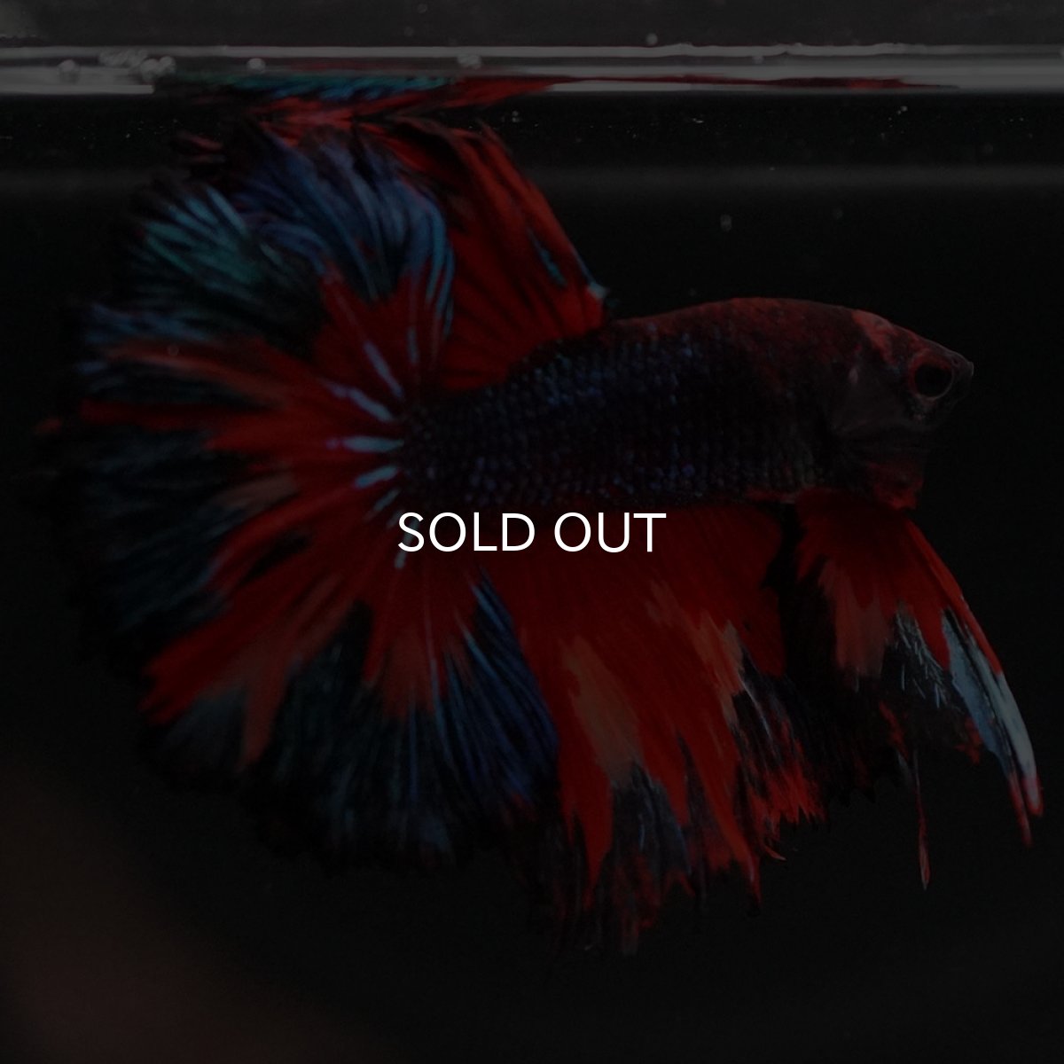 画像6: HM ブラックキャンディ (6)