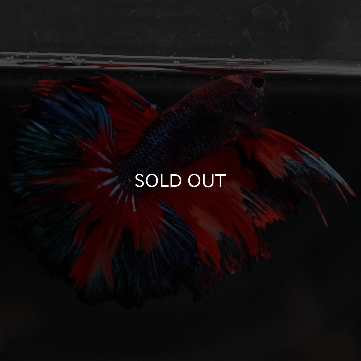 画像3: HM ブラックキャンディ (3)