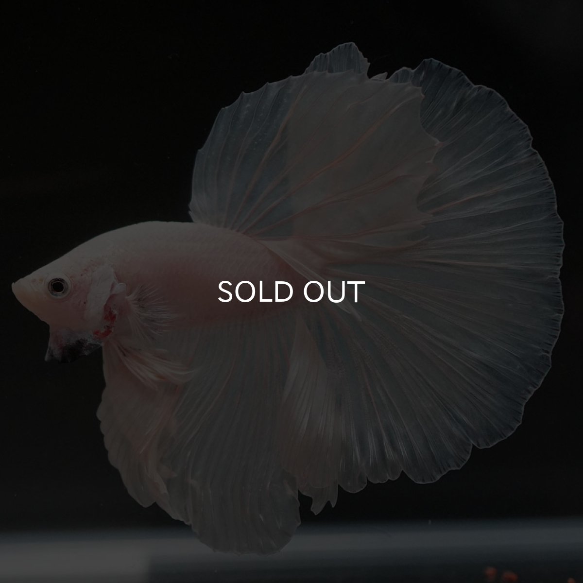 画像9: HM ホワイト (9)