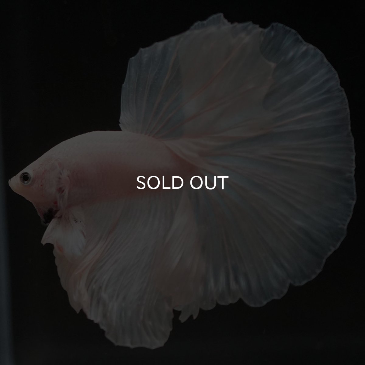 画像2: HM ホワイト (2)