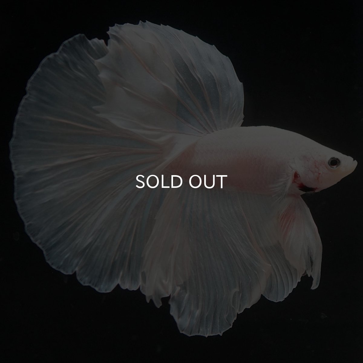 画像8: HM ホワイト (8)