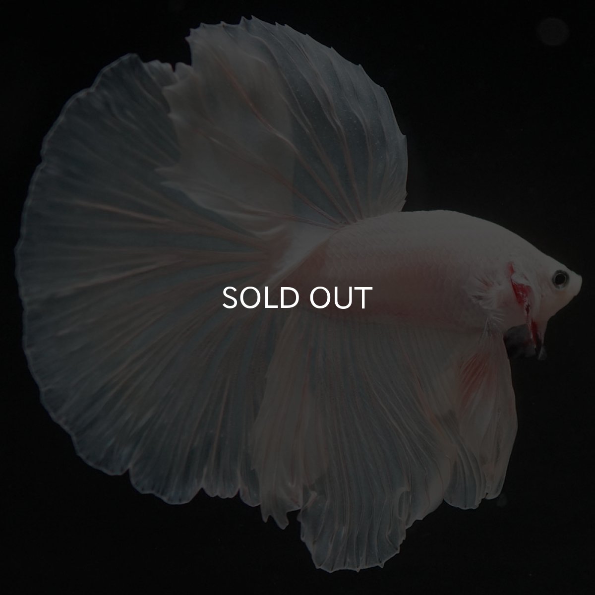 画像6: HM ホワイト (6)