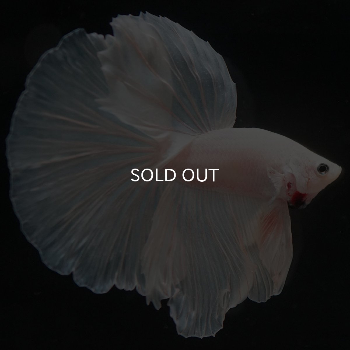 画像3: HM ホワイト (3)