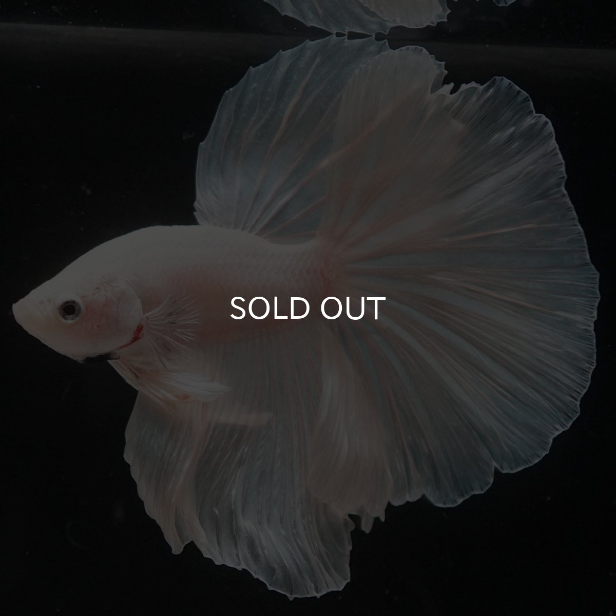 画像7: HM ホワイト (7)