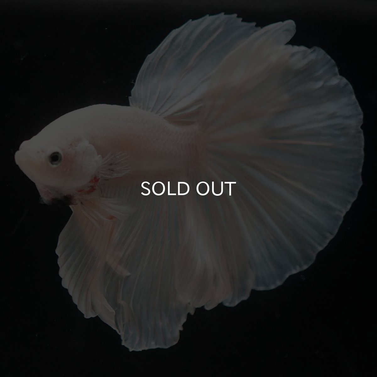 画像5: HM ホワイト (5)