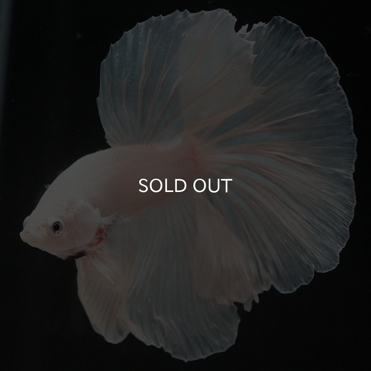 画像4: HM ホワイト (4)