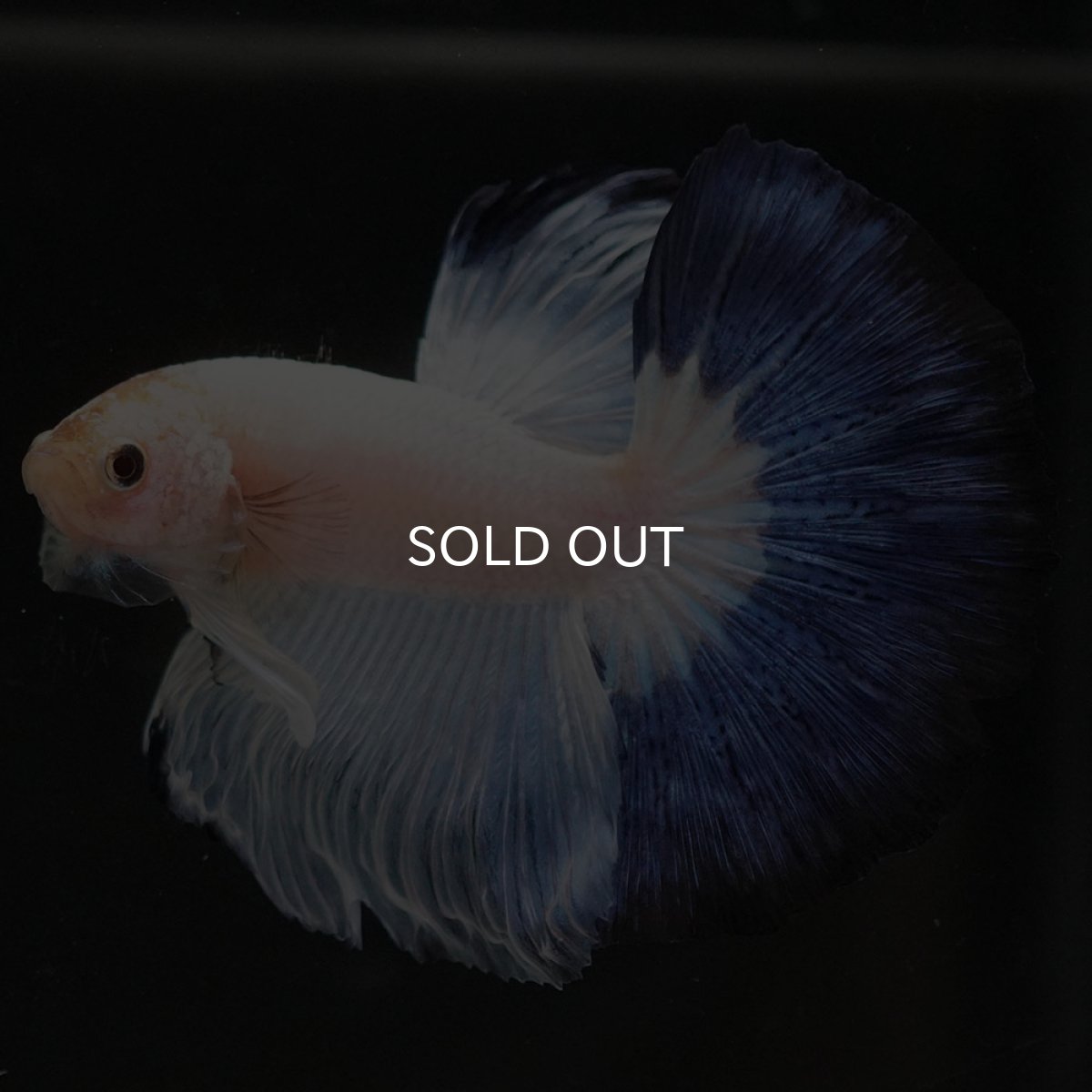 画像6: HM　ホワイトブルーファンシー (6)