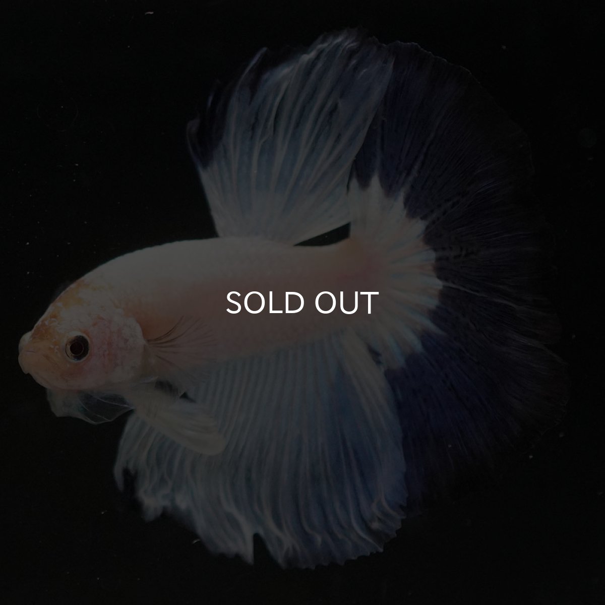 画像4: HM　ホワイトブルーファンシー (4)