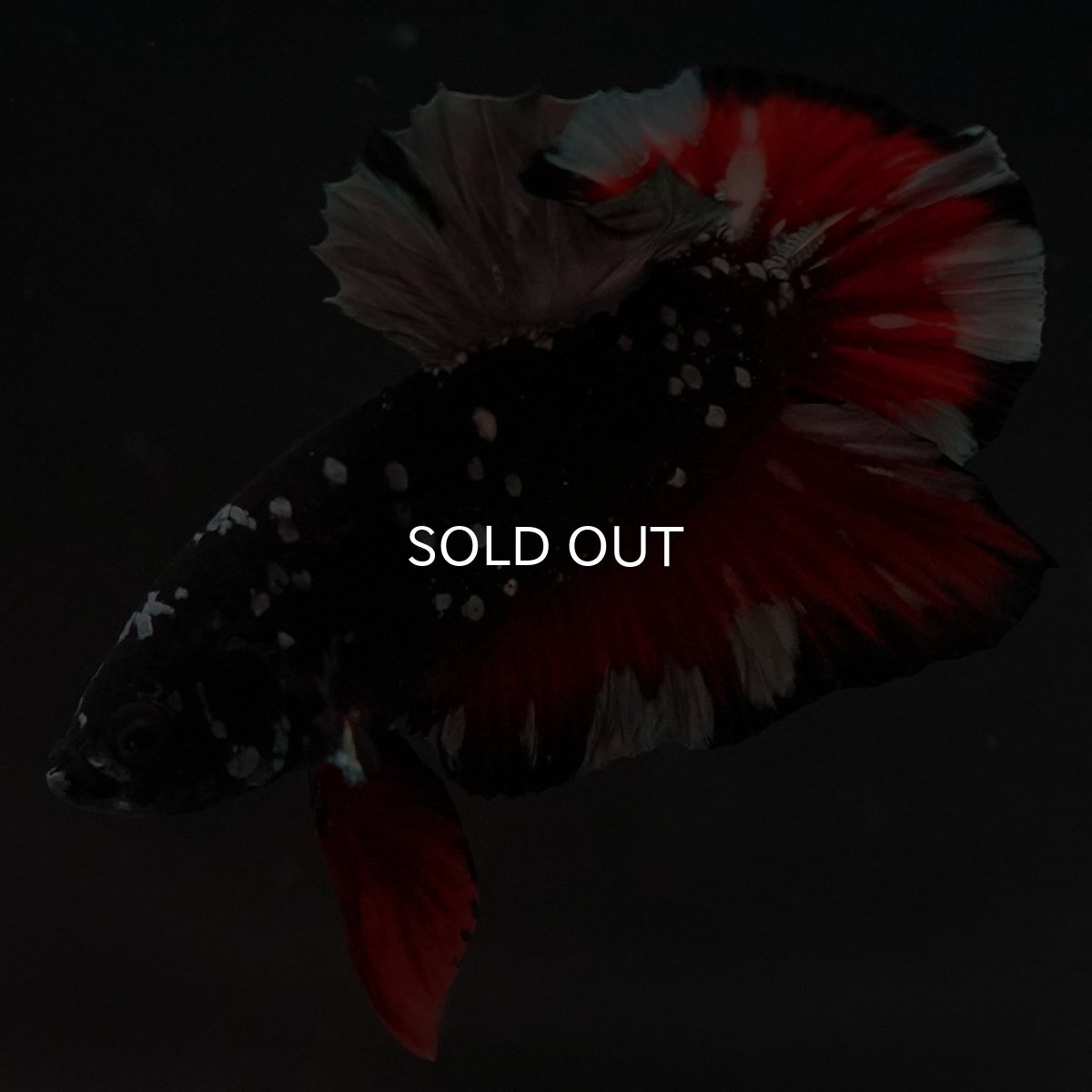 画像9: HMPK　ブラックカッパースター (9)