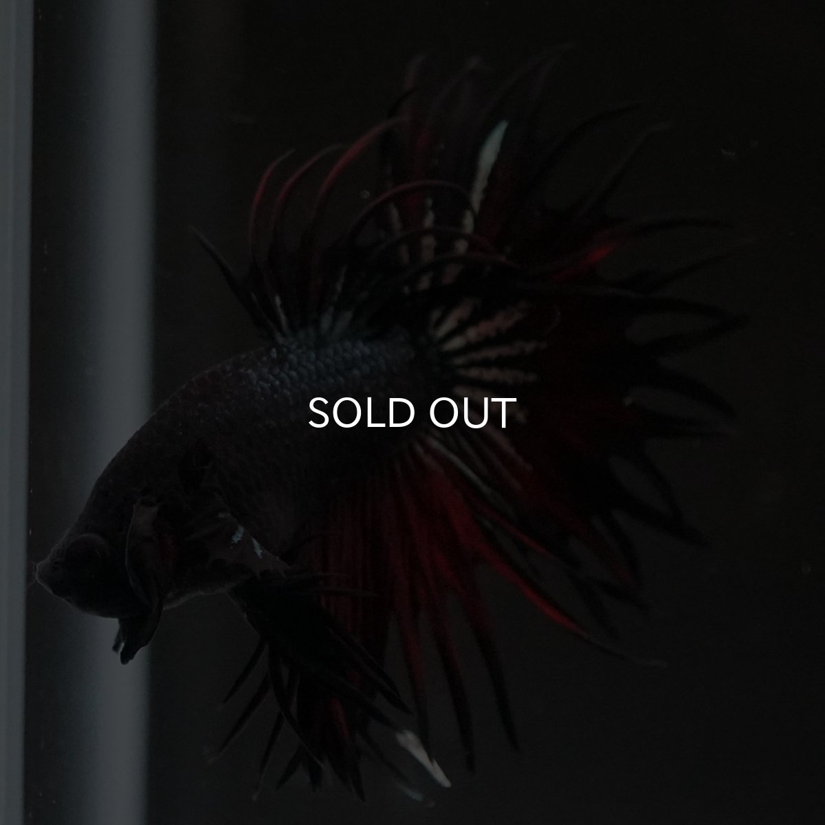 画像5: KCT　レッドカッパー (5)