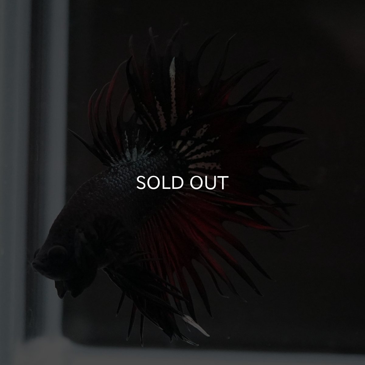 画像3: KCT　レッドカッパー (3)