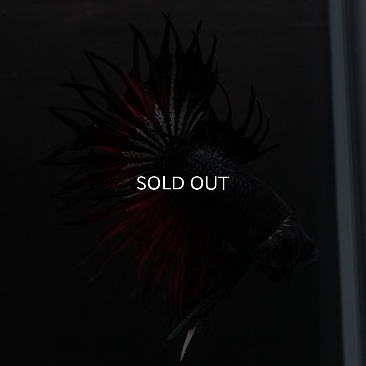 画像7: KCT　レッドカッパー (7)