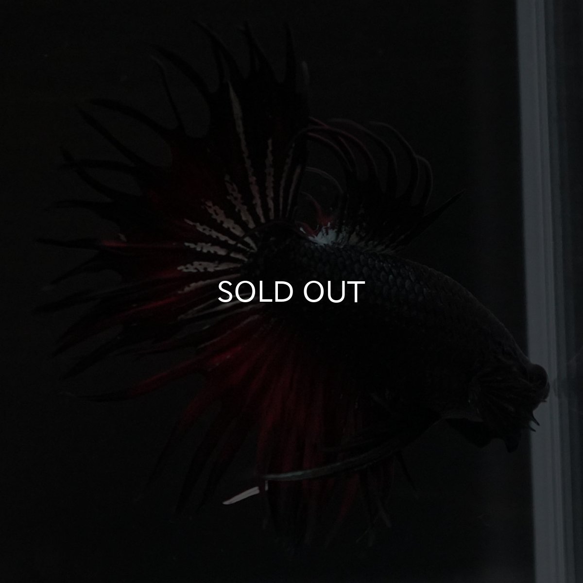 画像6: KCT　レッドカッパー (6)