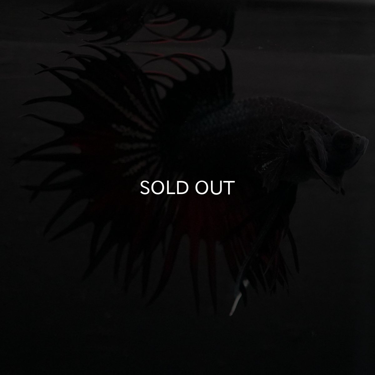 画像4: KCT　レッドカッパー (4)