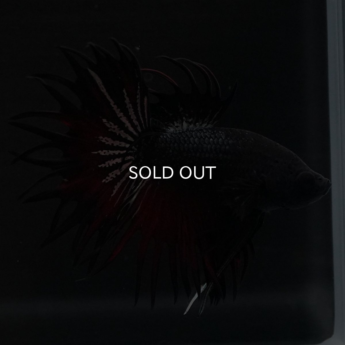 画像2: KCT　レッドカッパー (2)