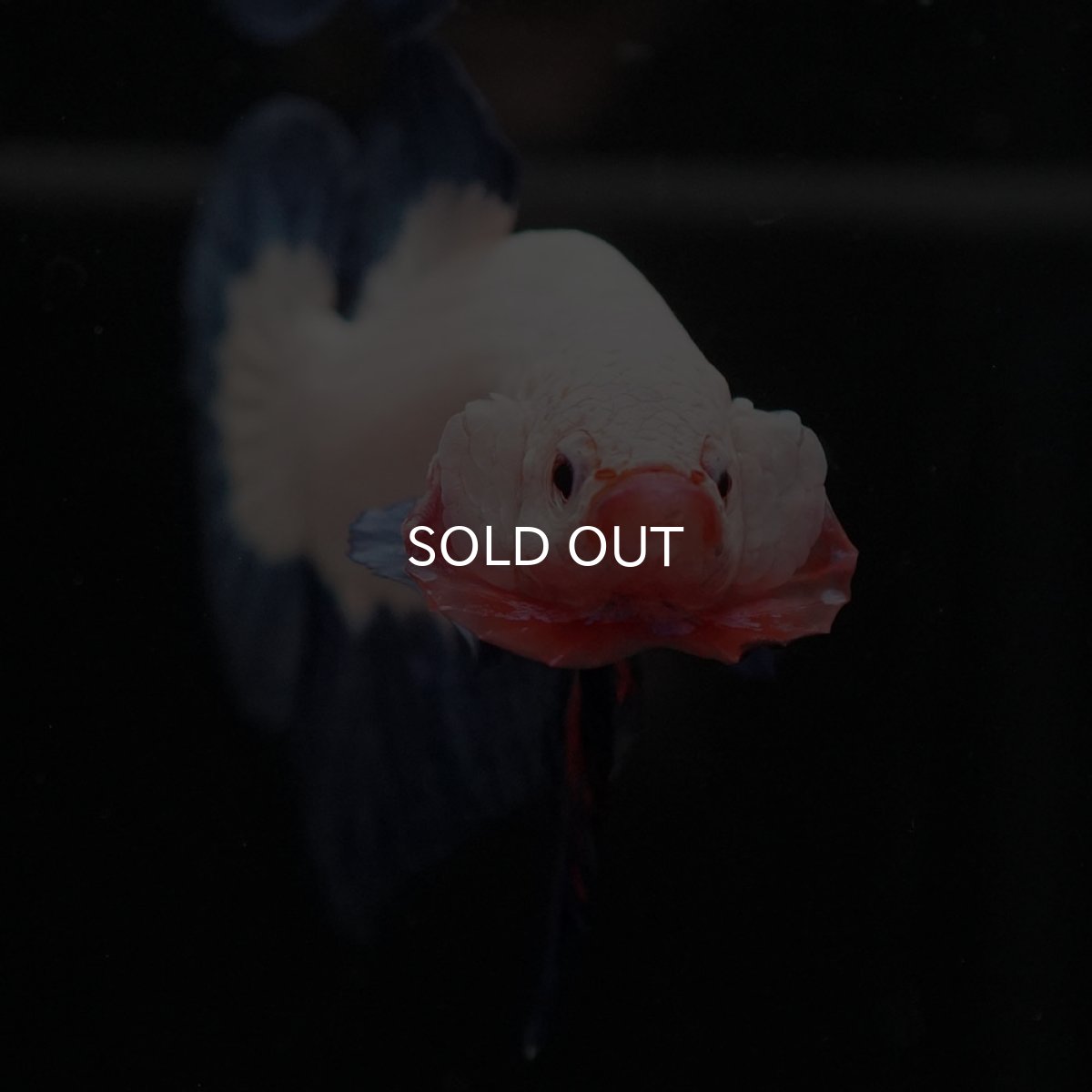 画像9: HMPK ブルーリム 変わり柄 (9)