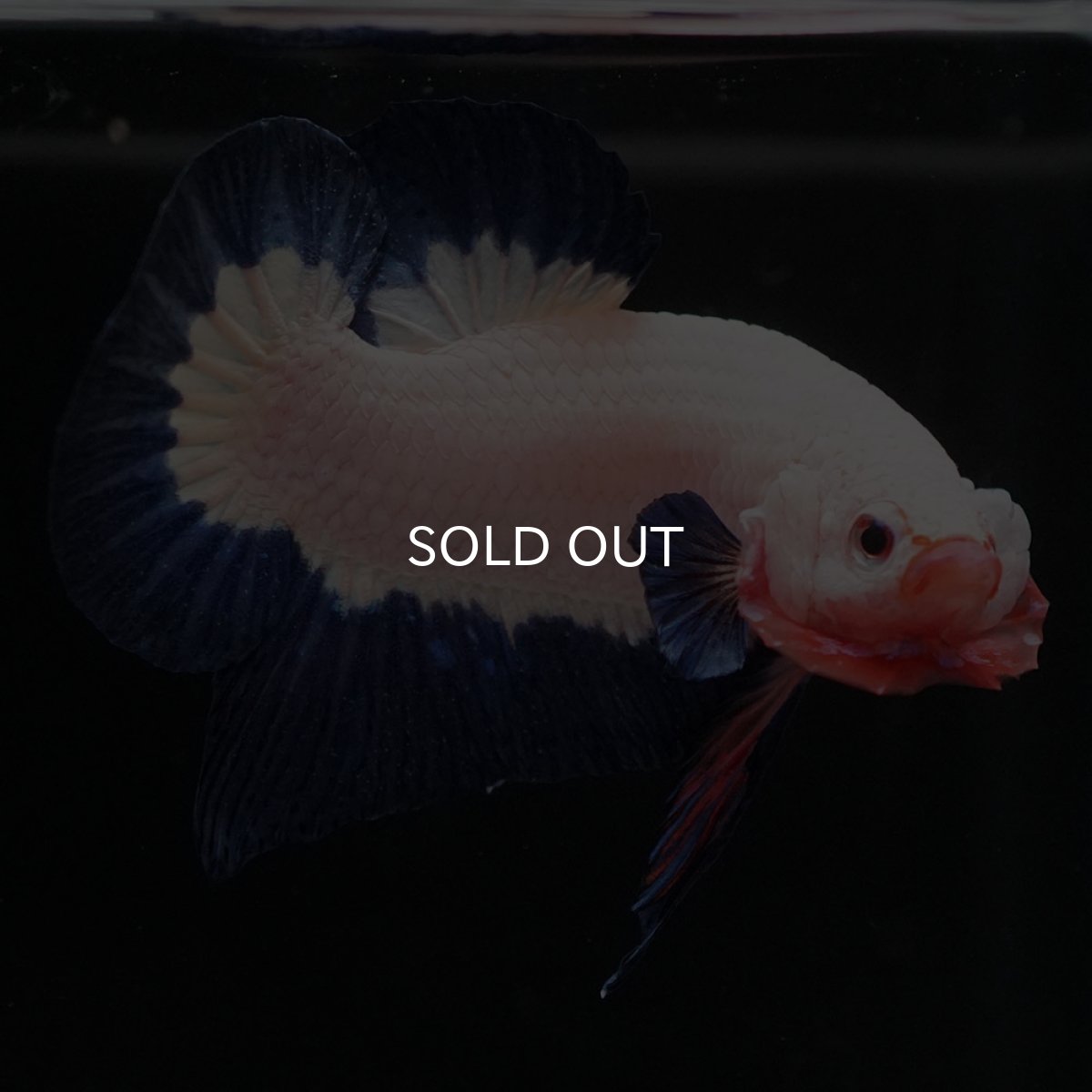 画像7: HMPK ブルーリム 変わり柄 (7)