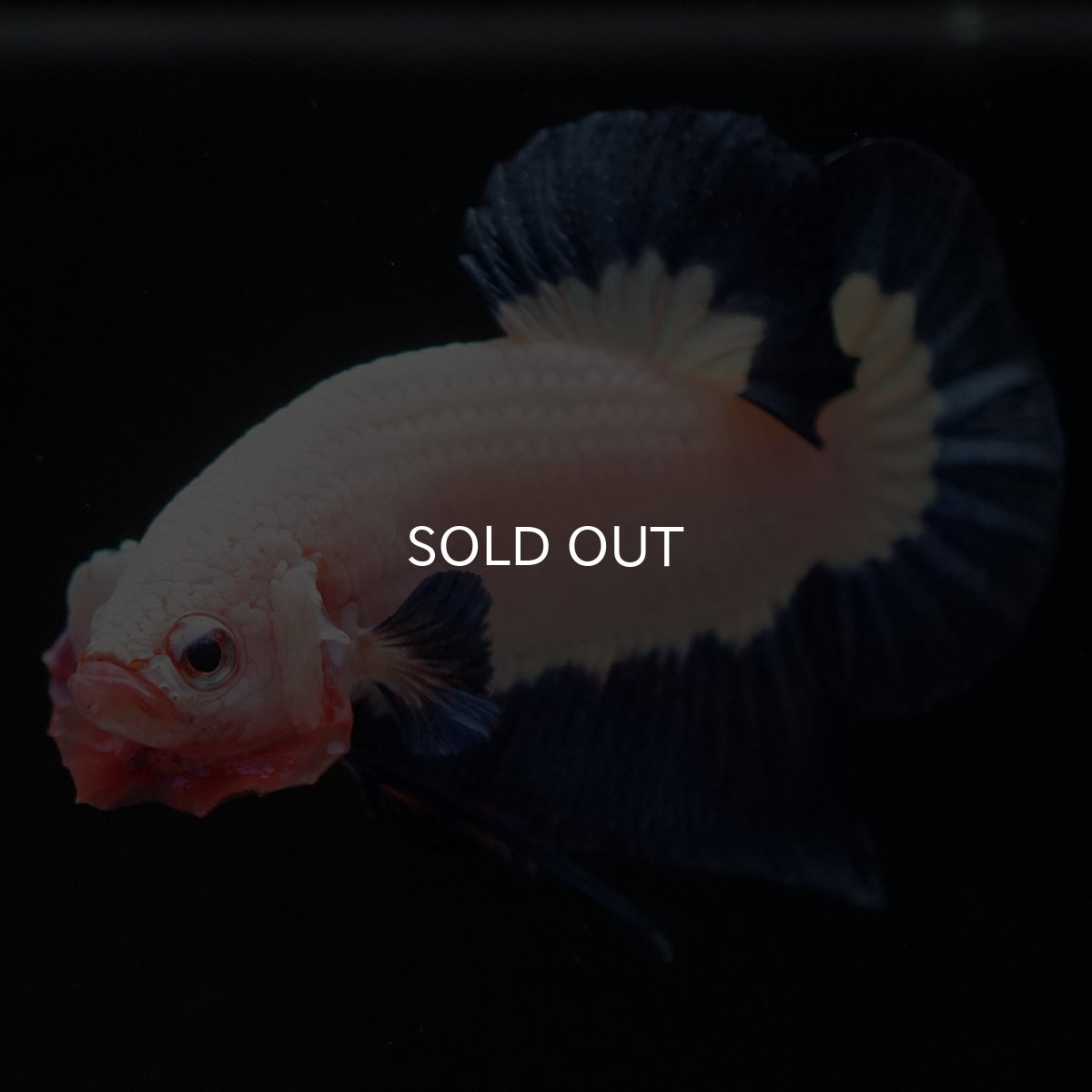 画像8: HMPK ブルーリム 変わり柄 (8)