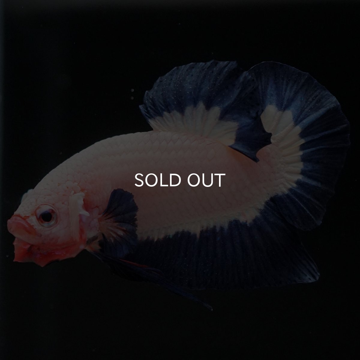 画像6: HMPK ブルーリム 変わり柄 (6)