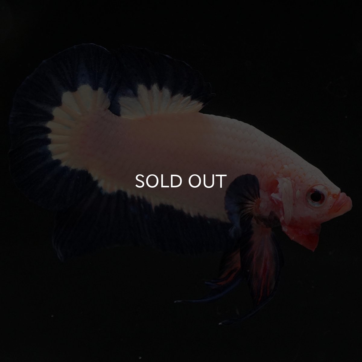 画像5: HMPK ブルーリム 変わり柄 (5)