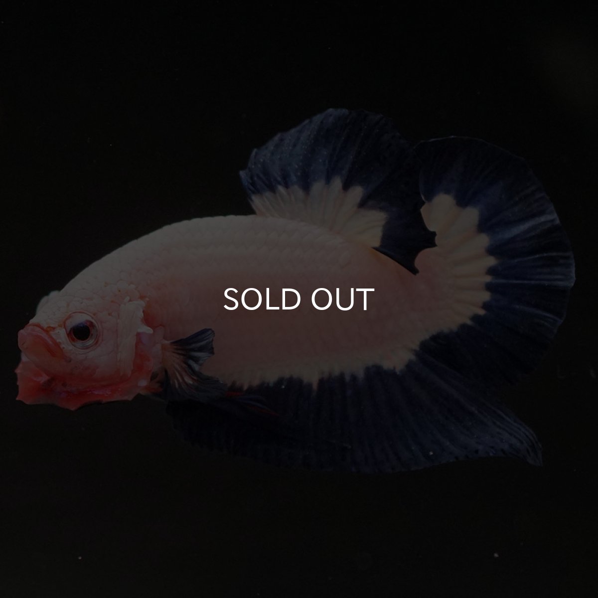 画像4: HMPK ブルーリム 変わり柄 (4)