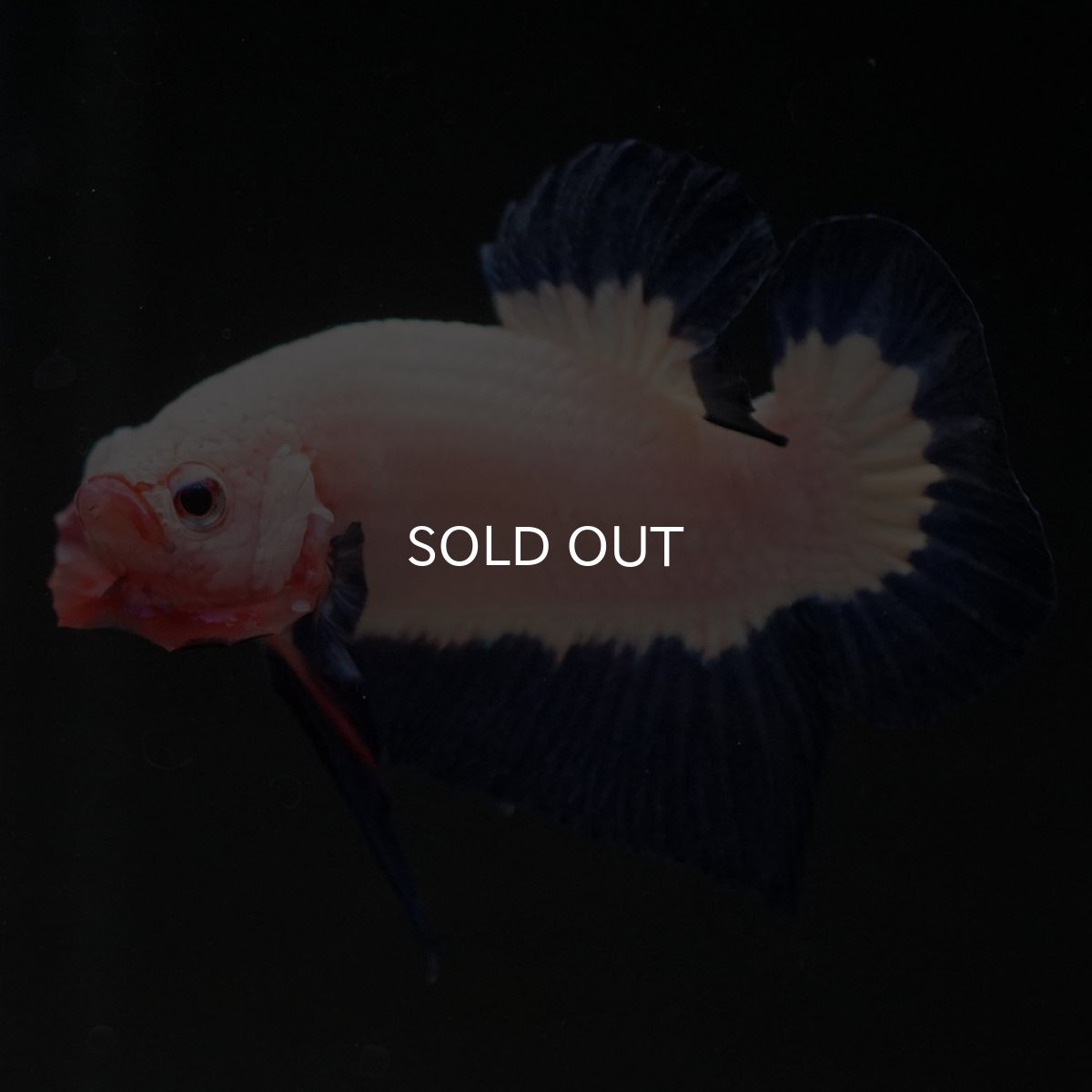 画像2: HMPK ブルーリム 変わり柄 (2)