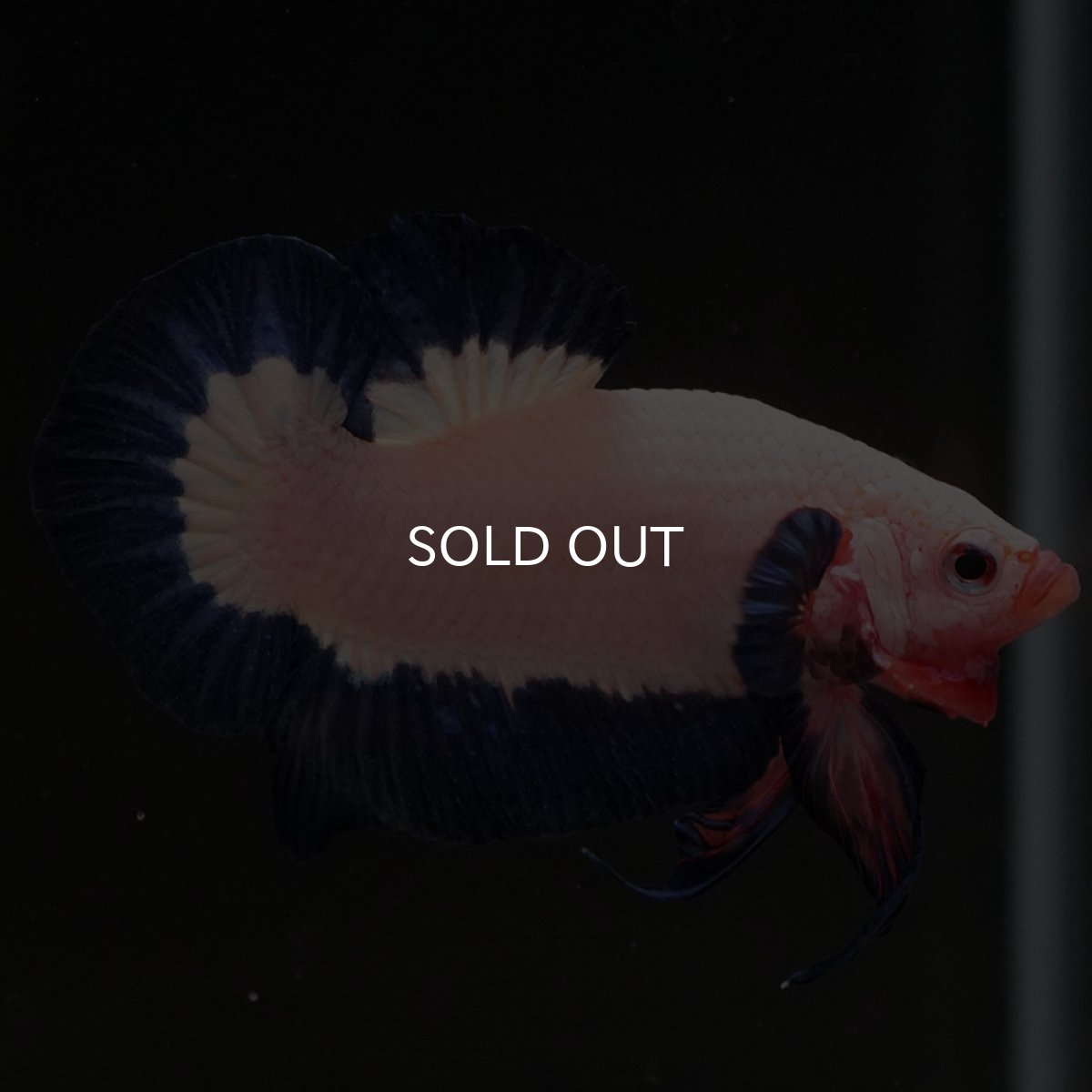 画像3: HMPK ブルーリム 変わり柄 (3)