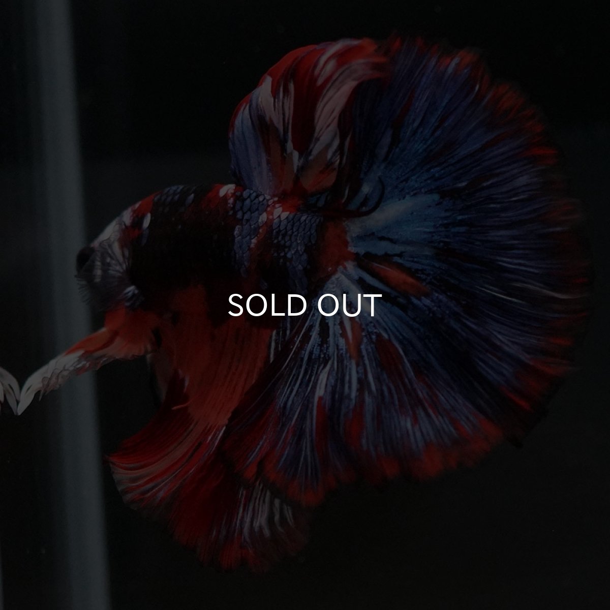 画像10: HM ブラックキャンディ (10)